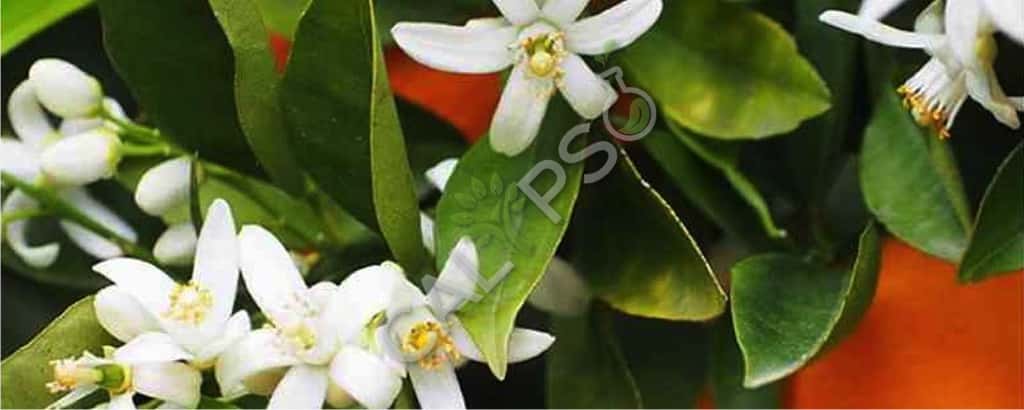 Comprar aceite esencial de neroli